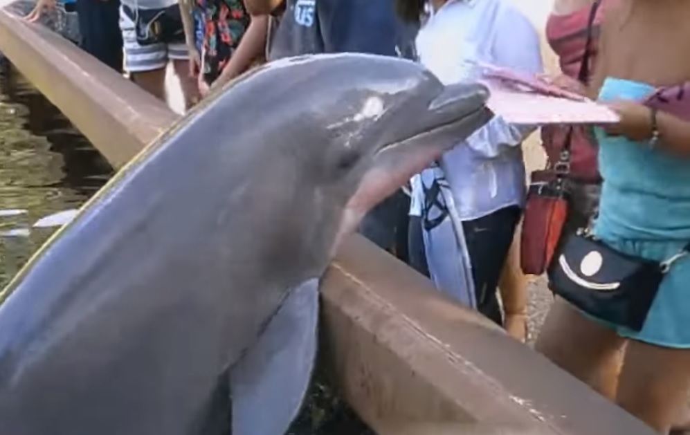 delfin orlando ipad